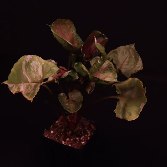 Syngonium Strawberry Ice - Low Color