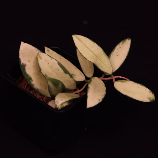 Hoya Verticillata Variegated