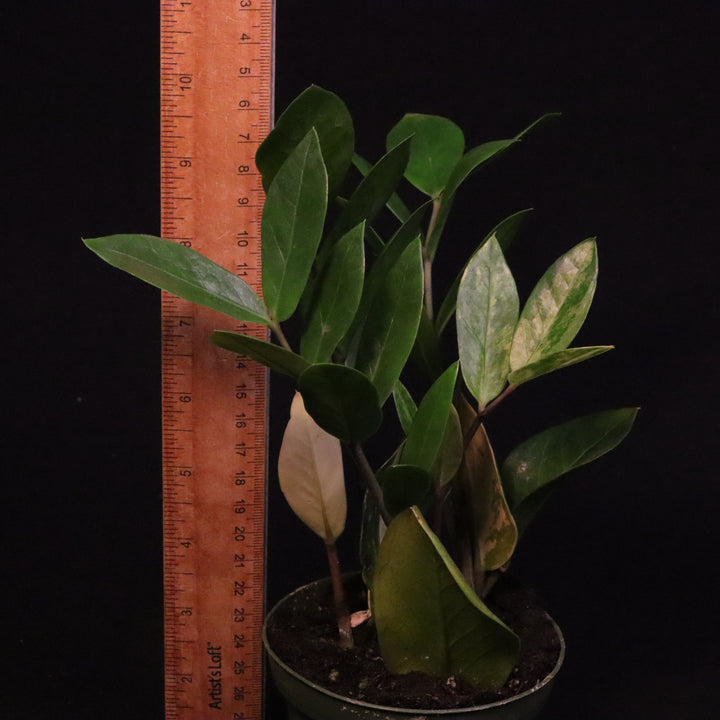 Variegated Zamioculcas zamiifolia - ZZ Plant