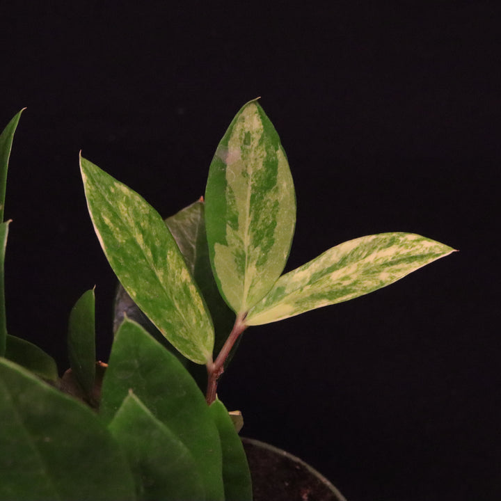 Variegated Zamioculcas zamiifolia - ZZ Plant