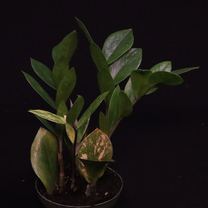 Variegated Zamioculcas zamiifolia - ZZ Plant