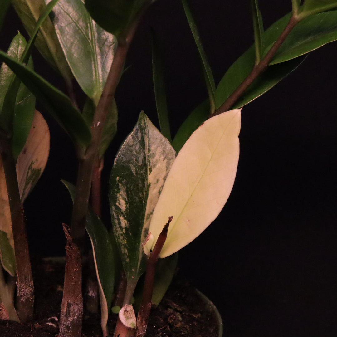 Variegated Zamioculcas zamiifolia - ZZ Plant