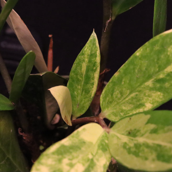 Variegated Zamioculcas zamiifolia - ZZ Plant