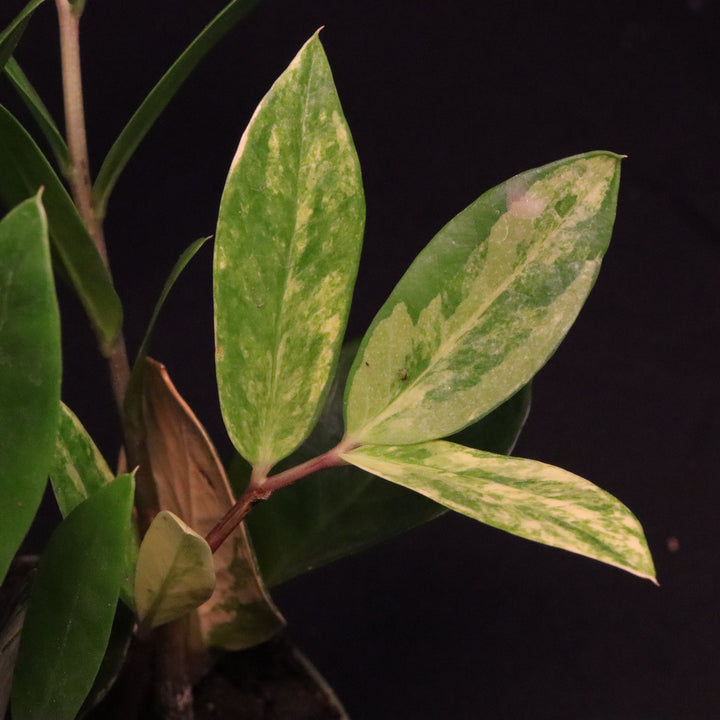 Variegated Zamioculcas zamiifolia - ZZ Plant