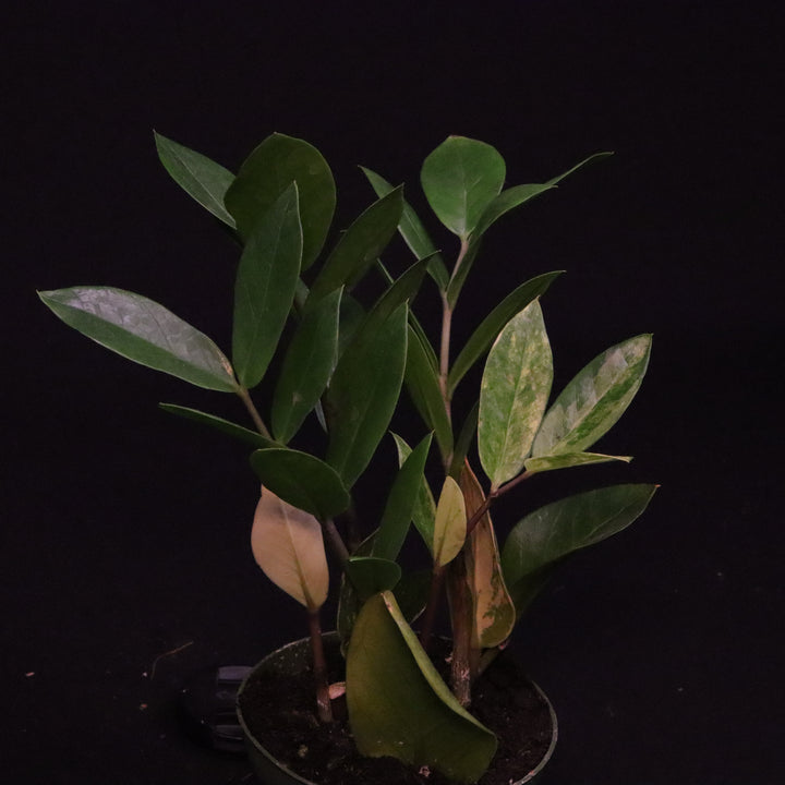 Variegated Zamioculcas zamiifolia - ZZ Plant