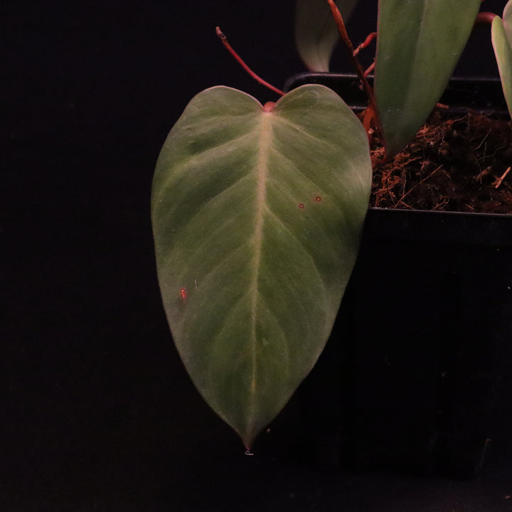 Philodendron Sp. 'Lincoln Park Zoo'