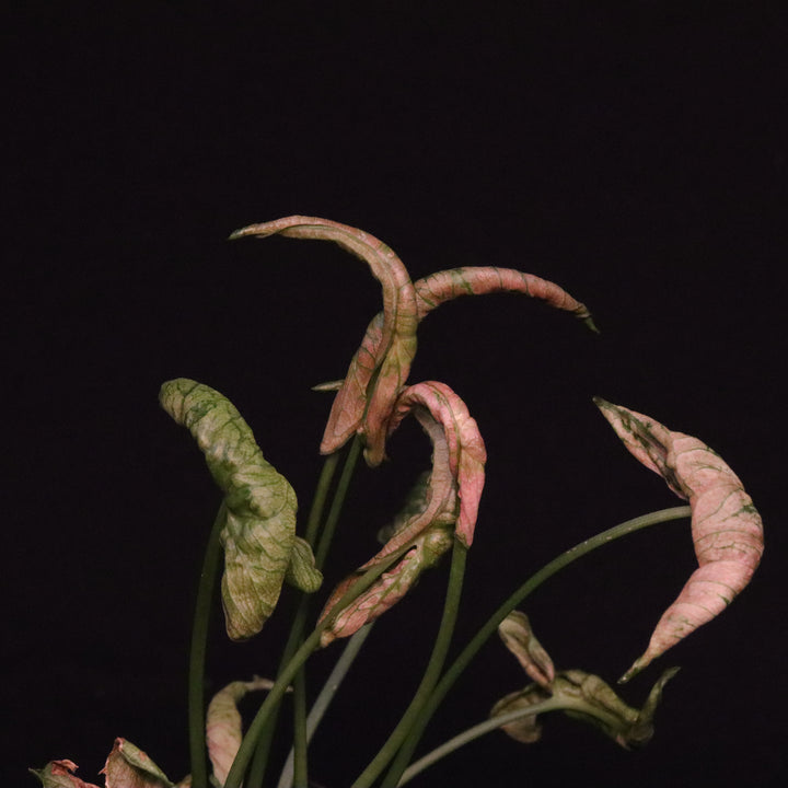 Syngonium Pink Rolli