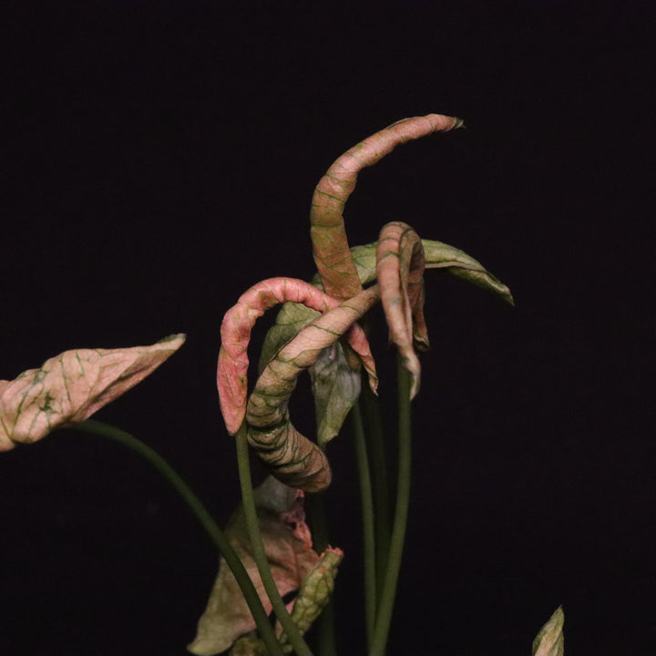 Syngonium Pink Rolli