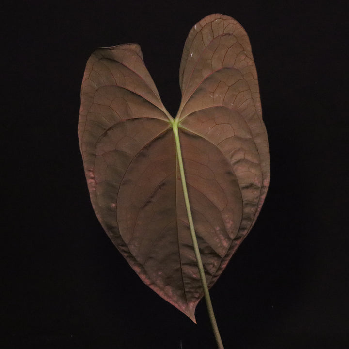 Anthurium Sp. 'Black Velvet' Seedling - Grower's Choice