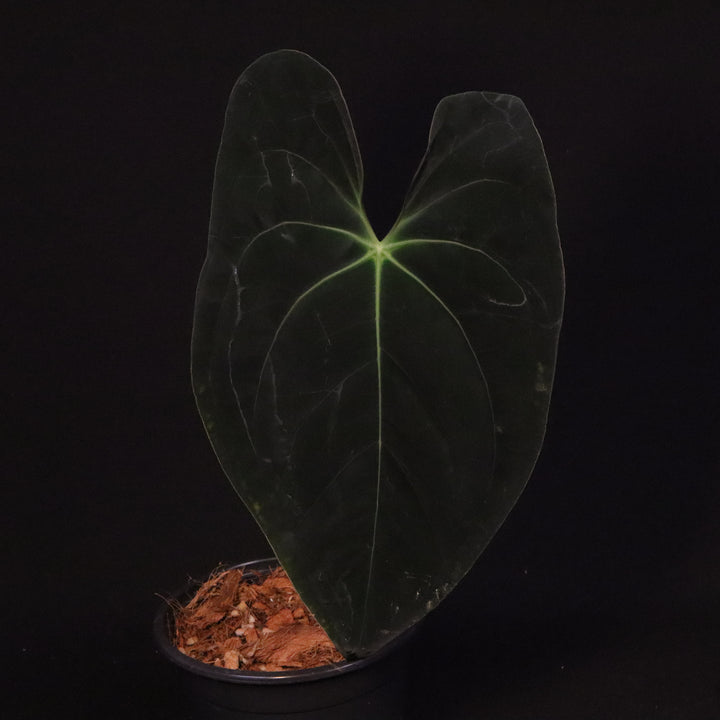 Anthurium Sp. 'Black Velvet' Seedling - Grower's Choice