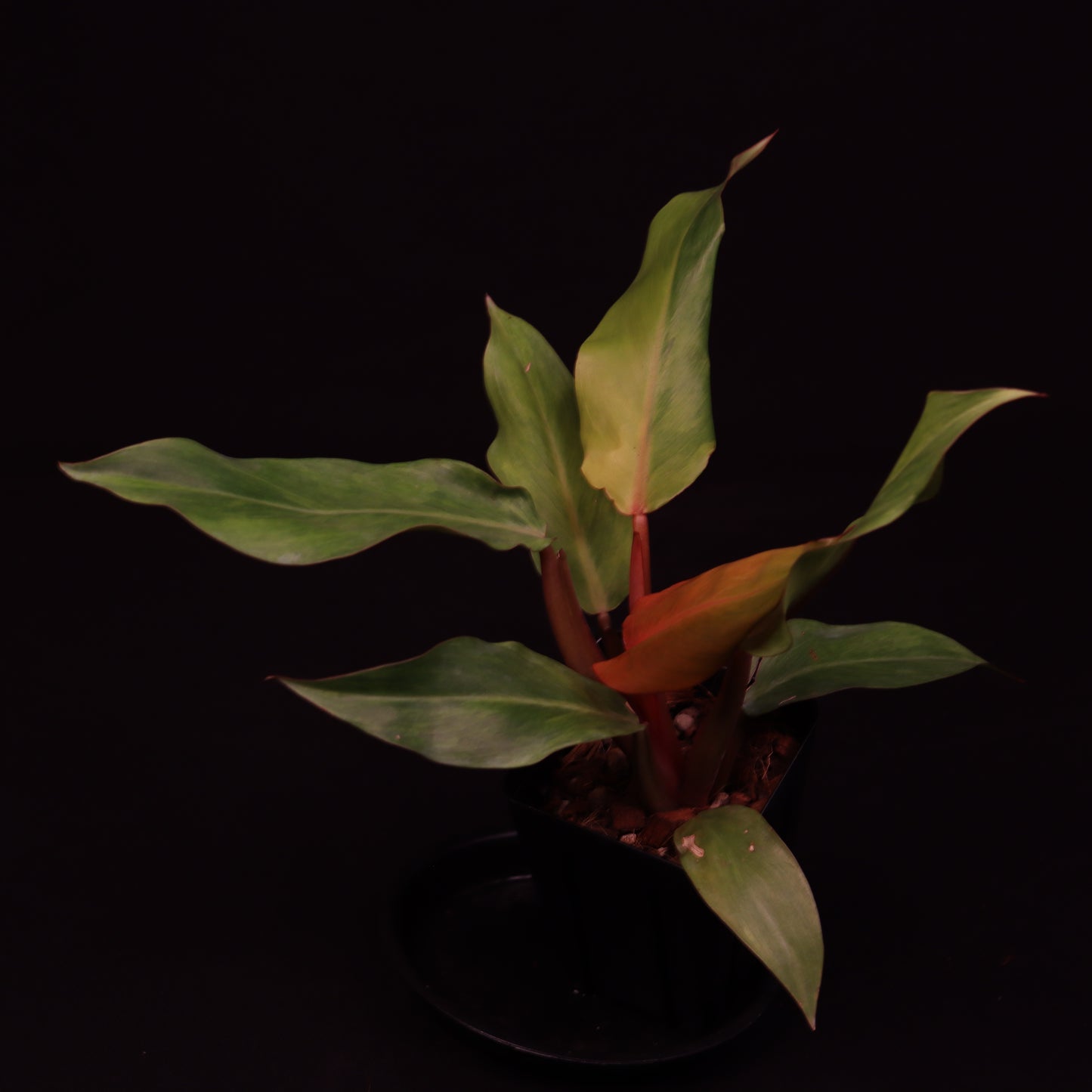 Philodendron Orange Marmalade - B