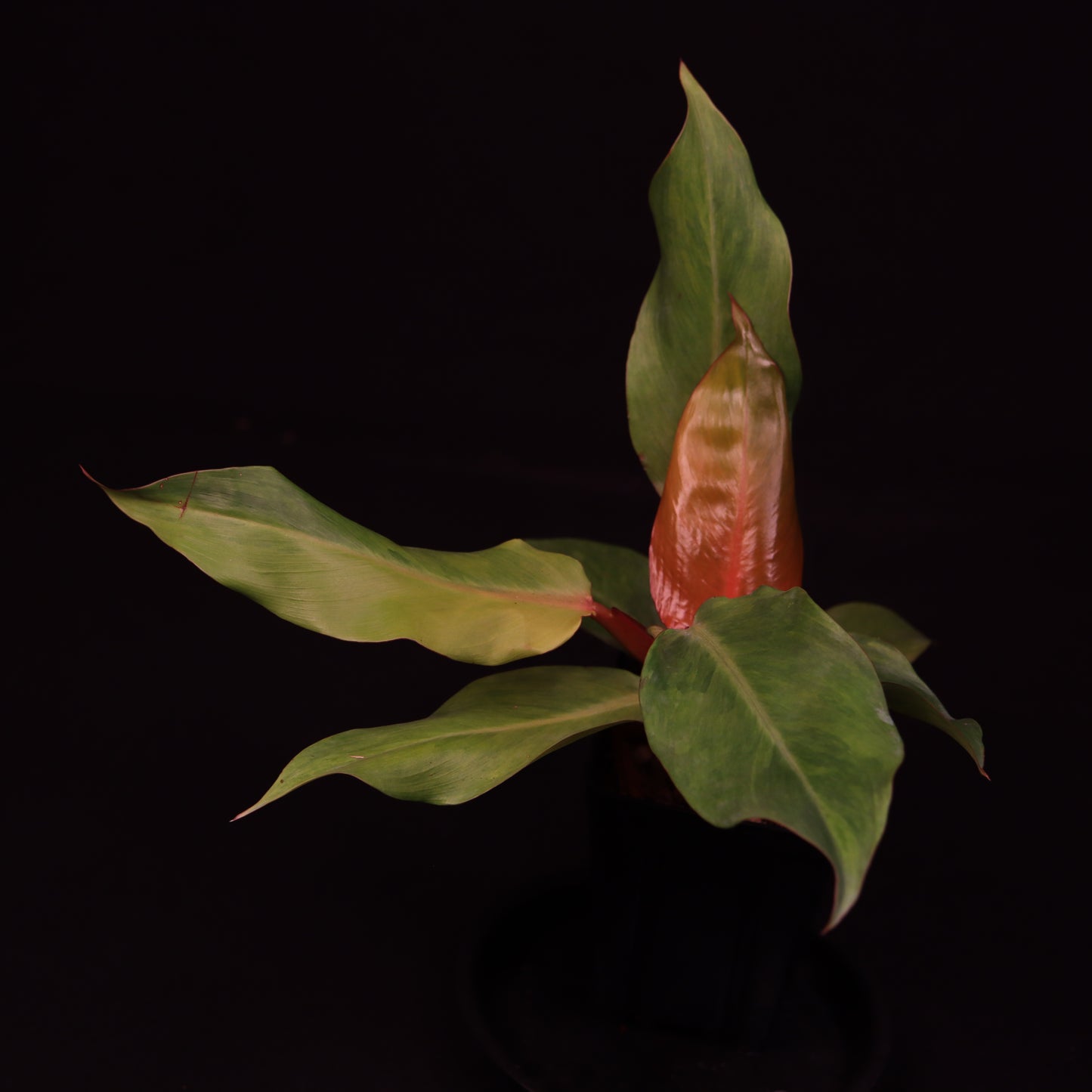 Philodendron Orange Marmalade - B
