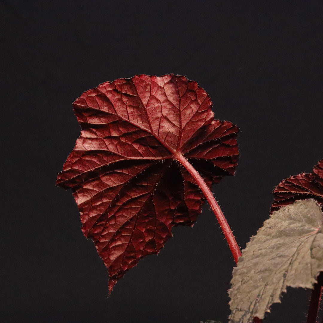 Begonia 'Taconite'