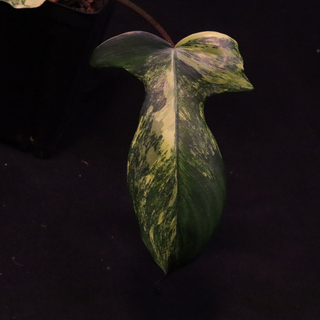 Philodendron Florida Beauty - B