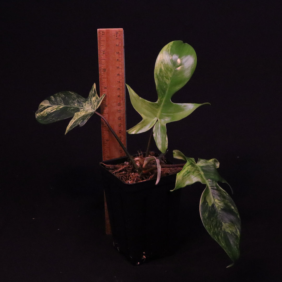 Philodendron Florida Beauty - A