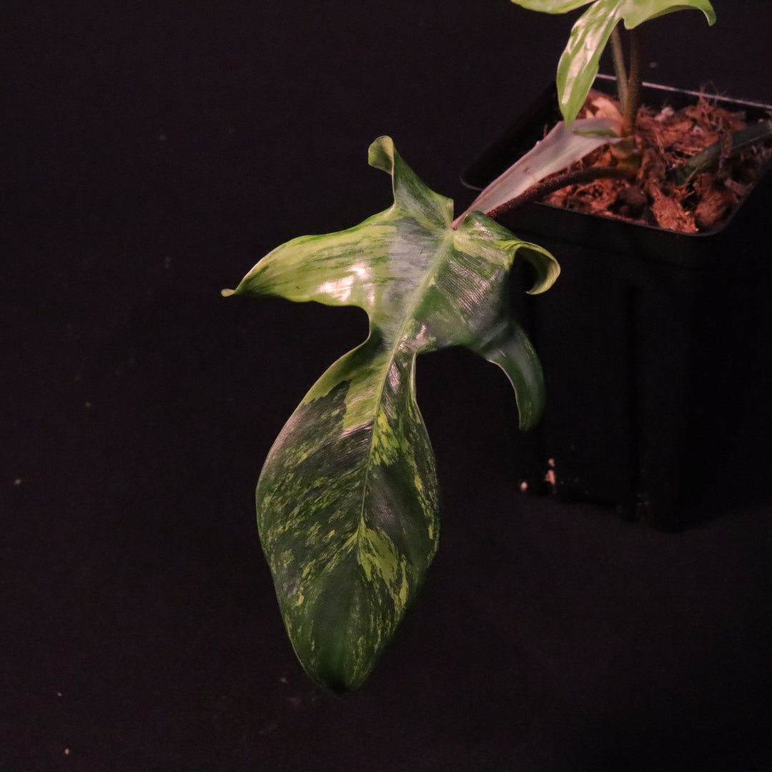 Philodendron Florida Beauty - A