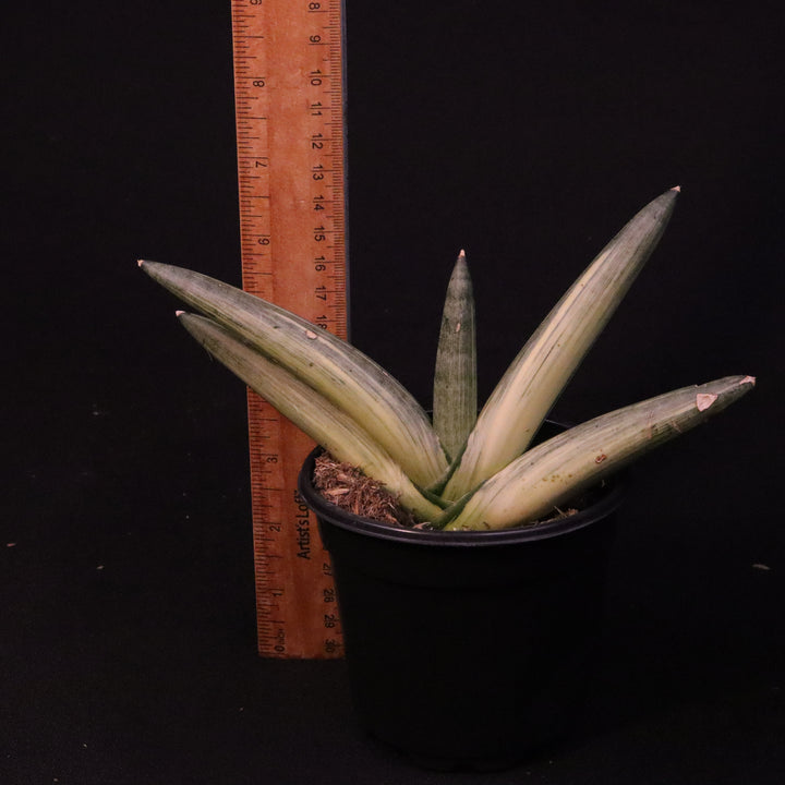 Variegated Sansevieria cylindrica 'Boncel' - Grower's Choice