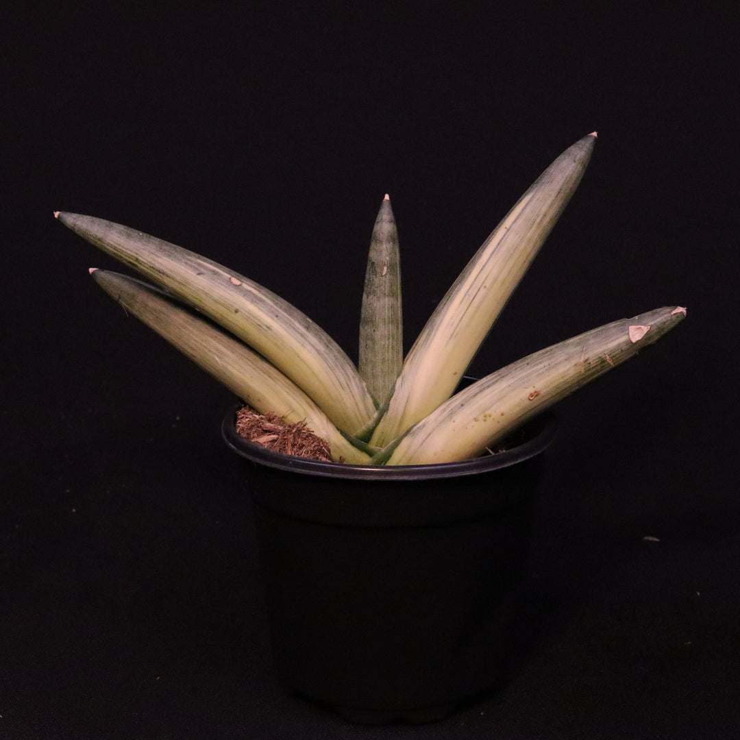 Variegated Sansevieria cylindrica 'Boncel' - Grower's Choice