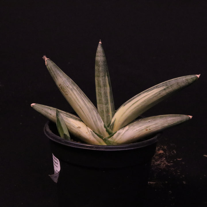 Variegated Sansevieria cylindrica 'Boncel' - Grower's Choice