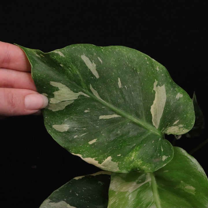 Monstera Thai Constellation Tricolor - A