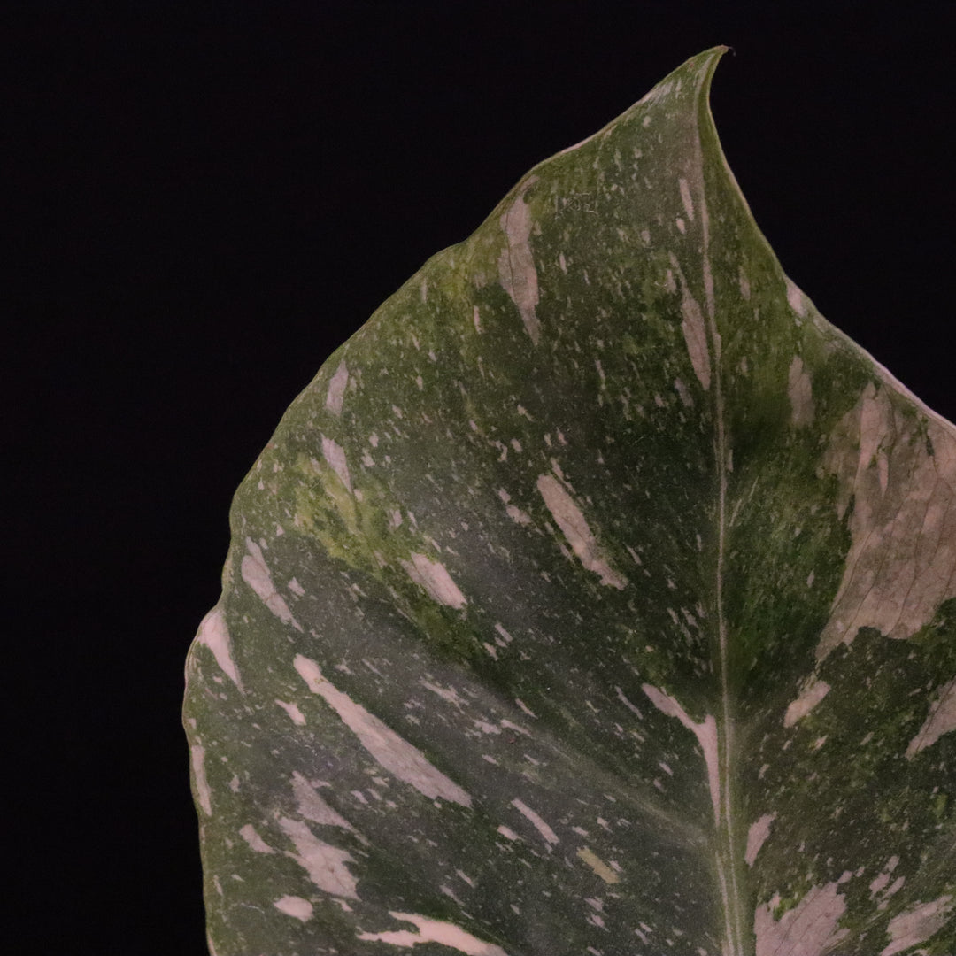 Monstera Thai Constellation Tricolor - B