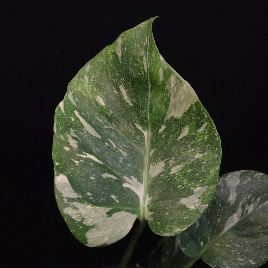 Monstera Thai Constellation Tricolor - B