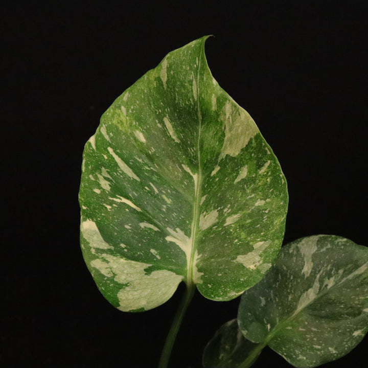 Monstera Thai Constellation Tricolor - B