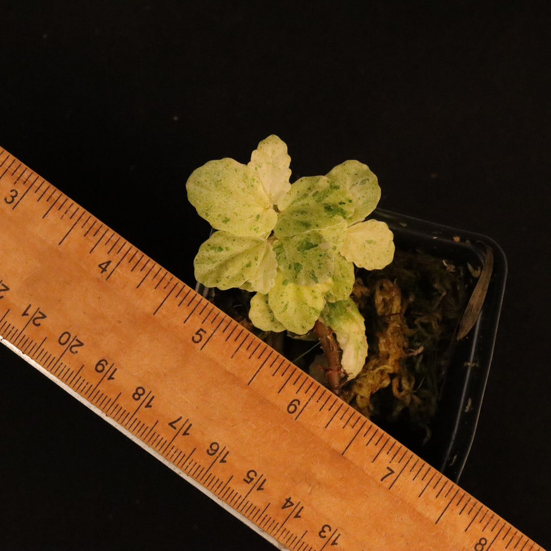 Variegated Pellionia Repens - Watermelon Begonia