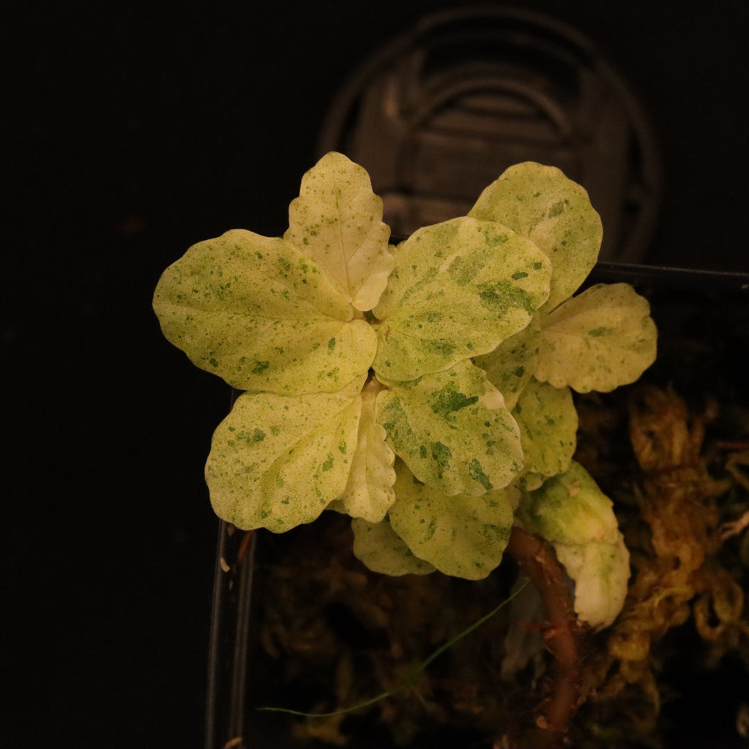 Variegated Pellionia Repens - Watermelon Begonia