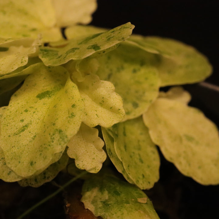 Variegated Pellionia Repens - Watermelon Begonia