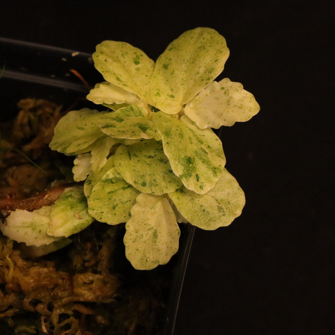 Variegated Pellionia Repens - Watermelon Begonia