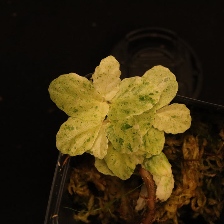 Variegated Pellionia Repens - Watermelon Begonia