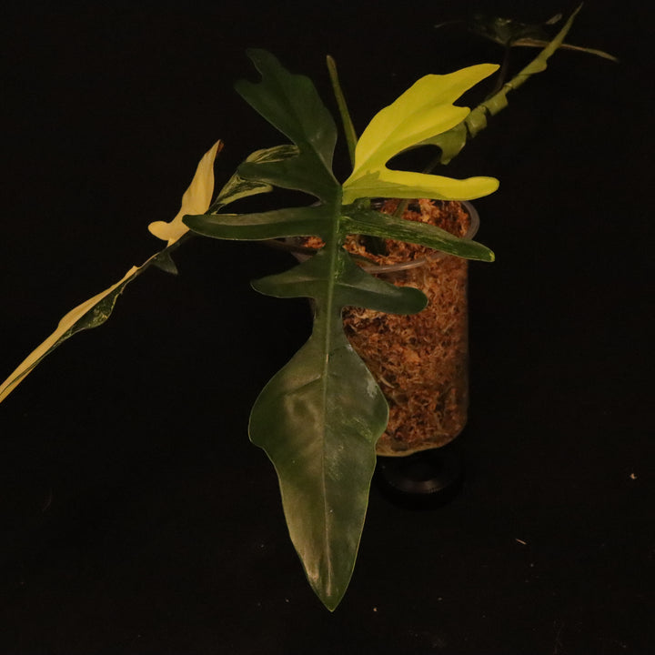 Philodendron Kitina - Read Description