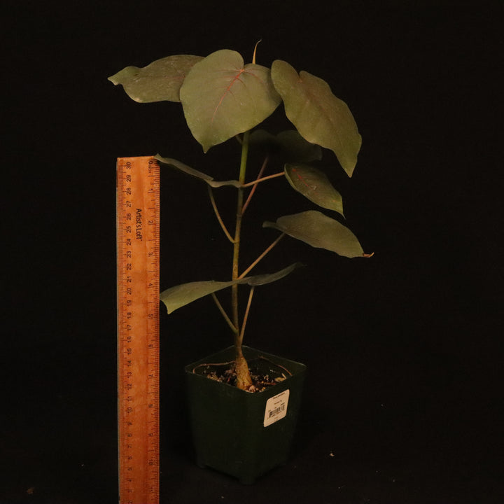 Ficus petiolaris - Grower's Choice