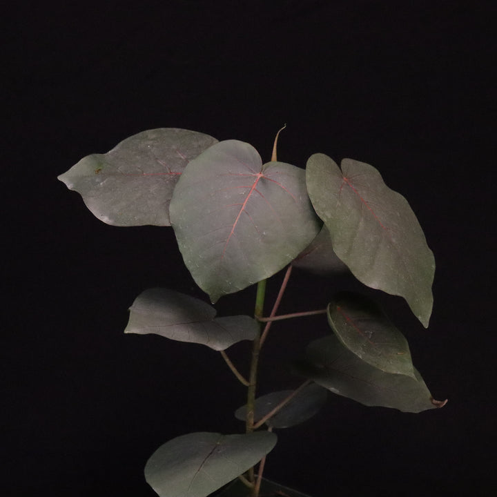 Ficus petiolaris - Grower's Choice