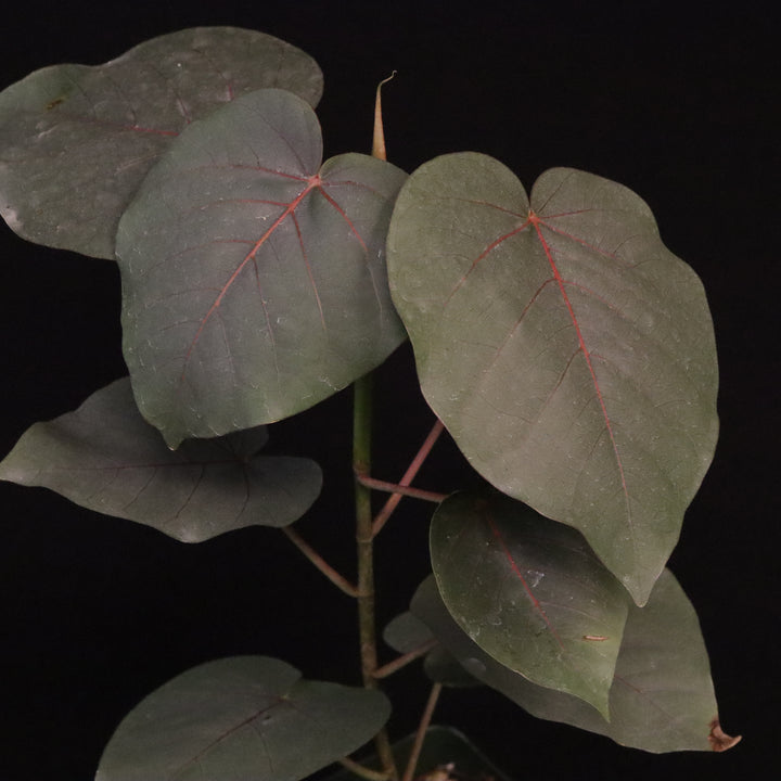 Ficus petiolaris - Grower's Choice