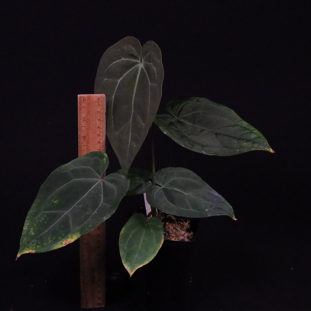 Anthurium Red Vein Dark Phoenix x veitchii