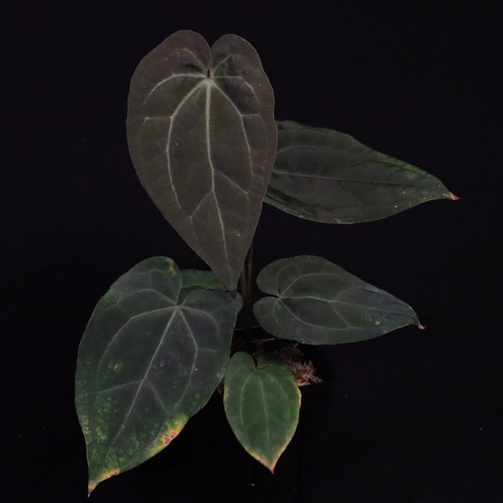 Anthurium Red Vein Dark Phoenix x veitchii