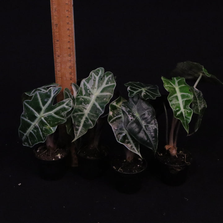 Variegated Alocasia Amazonica Polly - Grower's Choice