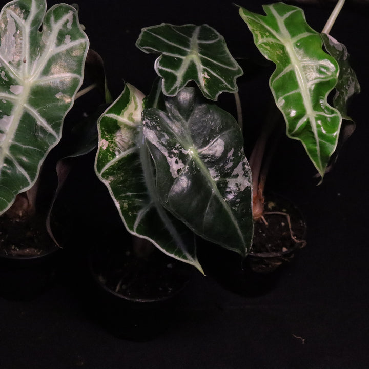 Variegated Alocasia Amazonica Polly - Grower's Choice