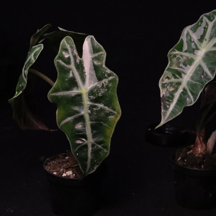 Variegated Alocasia Amazonica Polly - Grower's Choice