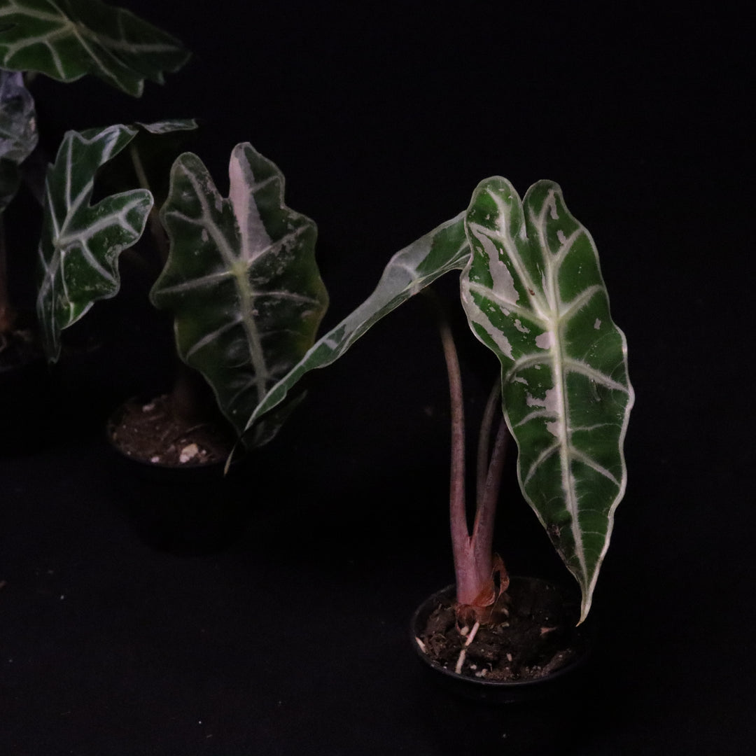 Variegated Alocasia Amazonica Polly - Grower's Choice