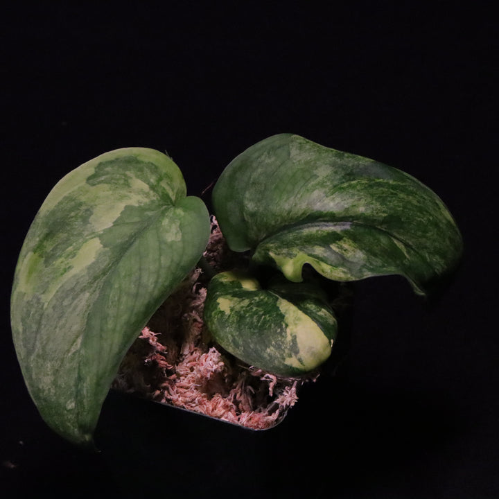 Variegated Scindapsus Jade Satin