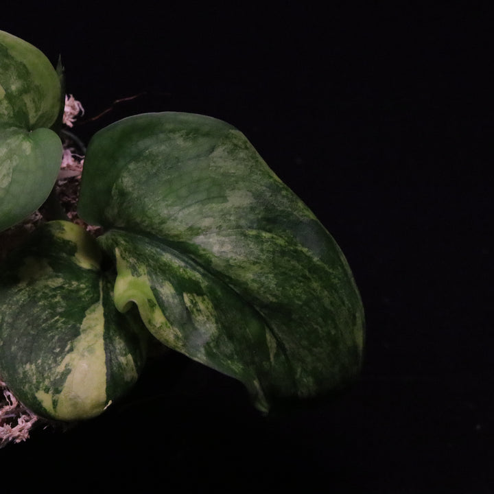 Variegated Scindapsus Jade Satin