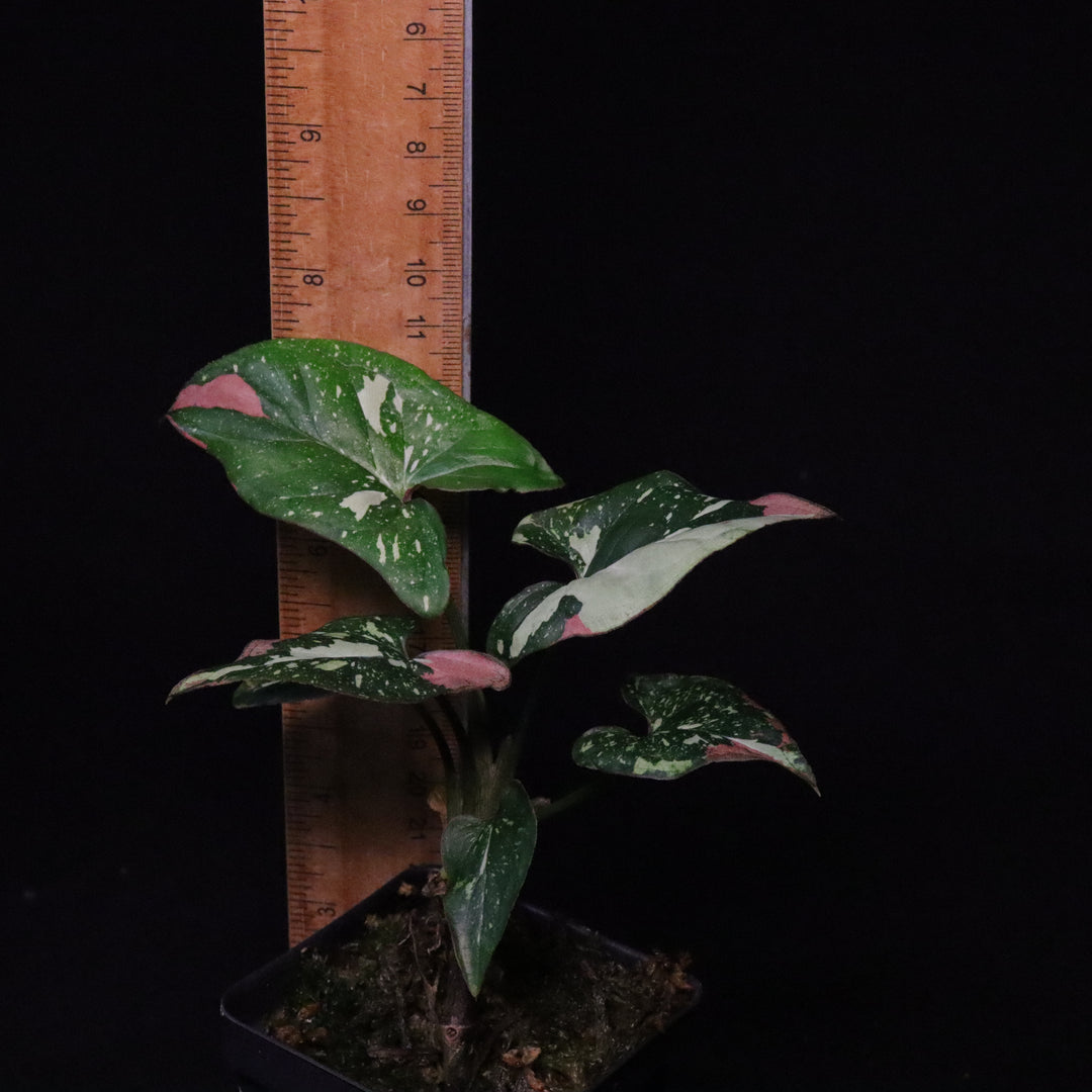 Syngonium Red Spot Tri-Color - A