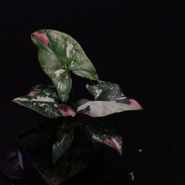 Syngonium Red Spot Tri-Color - A