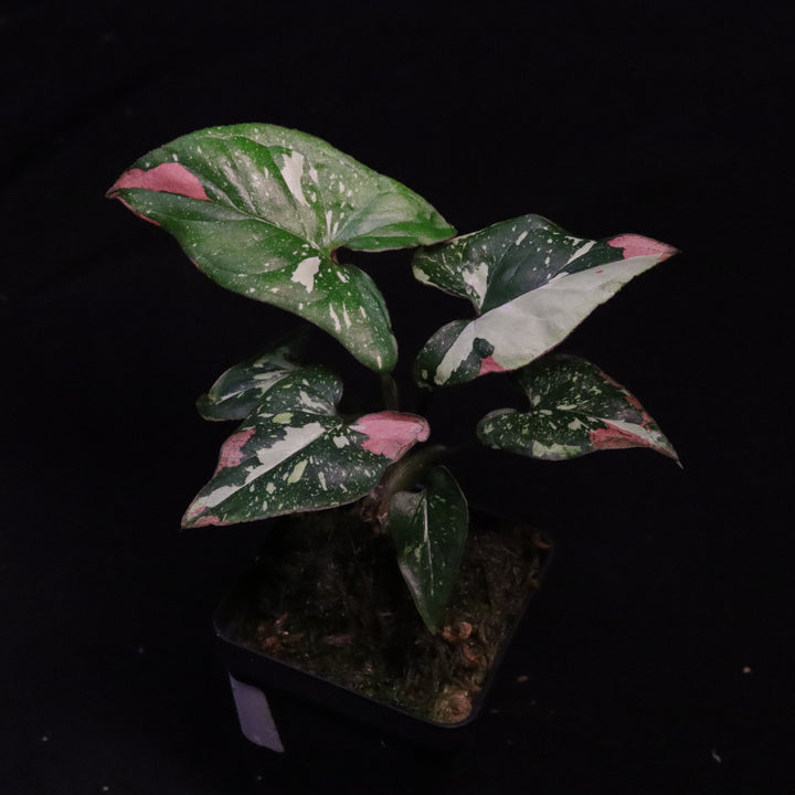 Syngonium Red Spot Tri-Color - A