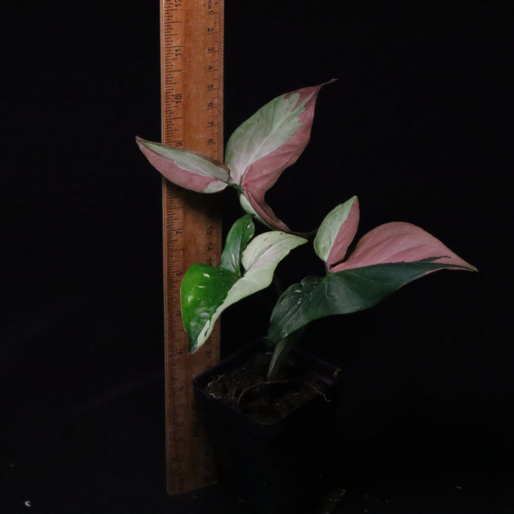 Syngonium Red Spot Tri-Color - B