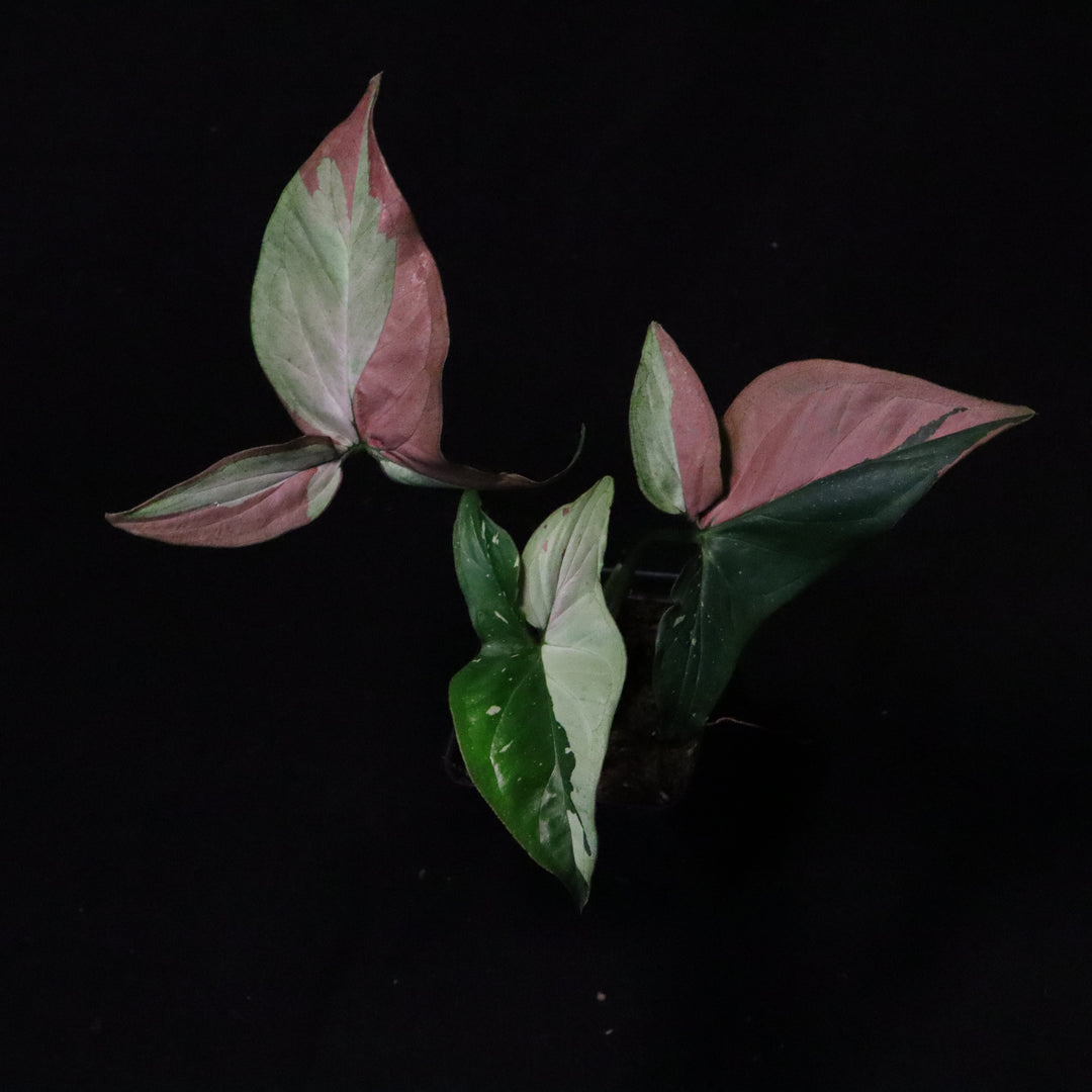 Syngonium Red Spot Tri-Color - B