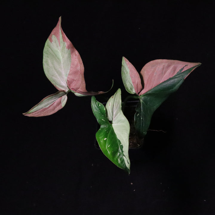 Syngonium Red Spot Tri-Color - B